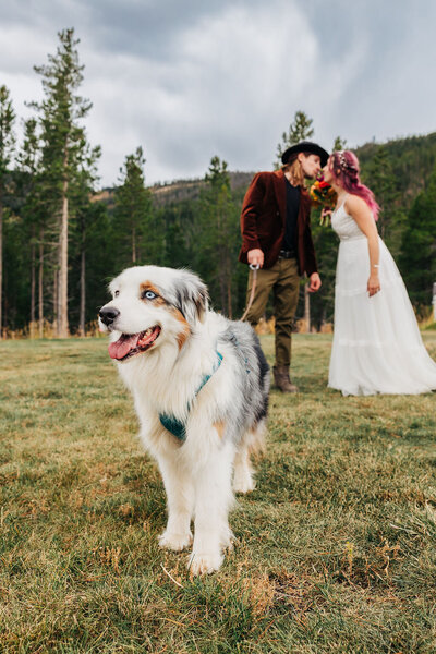 Boulder Wedding Photographer captures bride and groom kiss