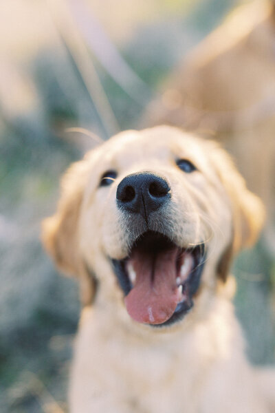 close up of golden retriever nose and a smiling puppy