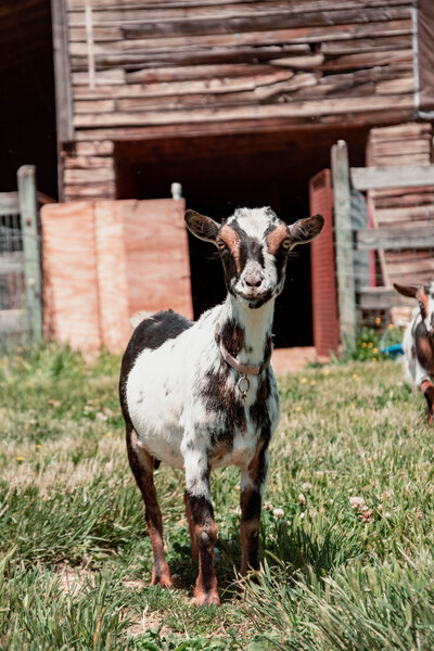 Allen Durham Family Farm (5)