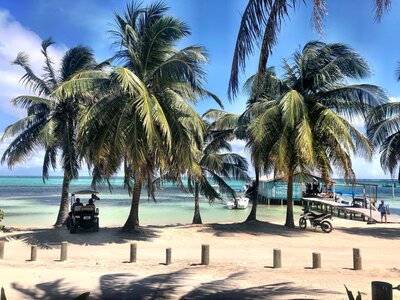 Palm Trees and Seashore