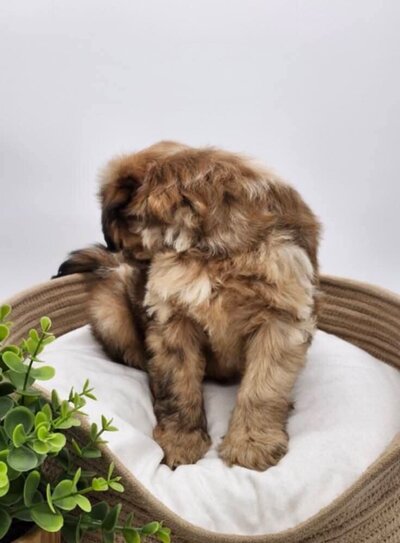 940f9d1d-d4a4-478b-b928-4e87997cb345