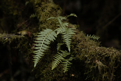moss covered fern in washington forest