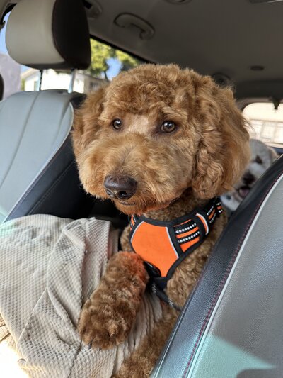 3 Adult Goldendoodles