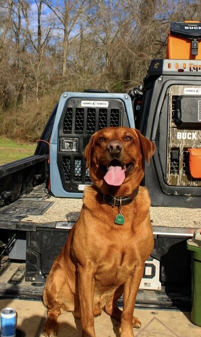 Florida Fox Red Labs
