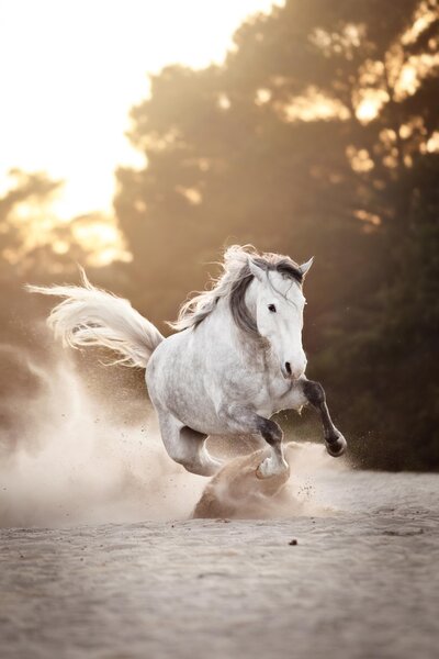 Leer-mij-beter-kennen-mijn-reis-paardenfotografie