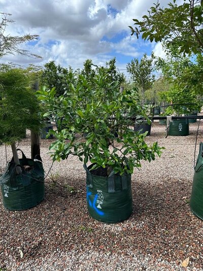 DWARK KAFFIR LIME TREE Citrus Aurantifolia