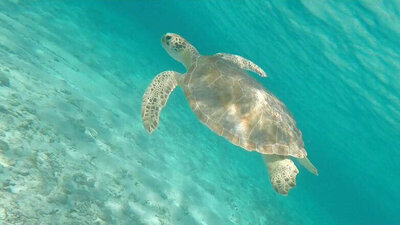 sea turtle swimming in the water