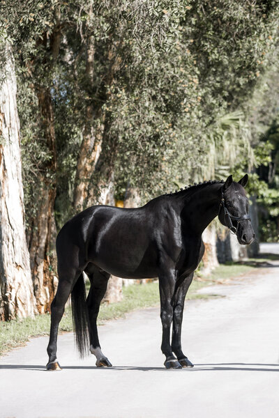a black horse confirmation photo