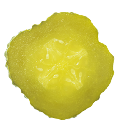 midwest pickle brining