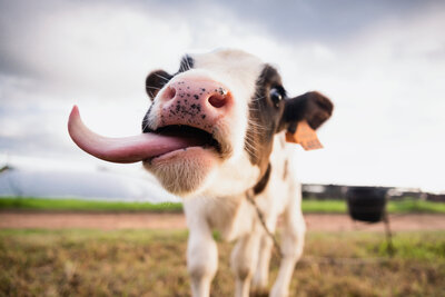 Cow sticking out tongue with field in background