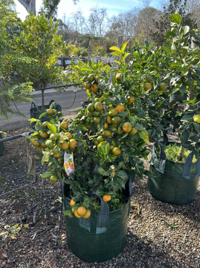 MANDARIN TREE 'AFOURER'  Citrus reticulata hybrid