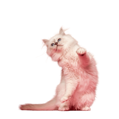 Roze poes