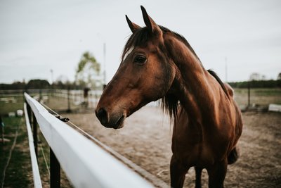 kaboompics_portrait-of-a-horse-1188
