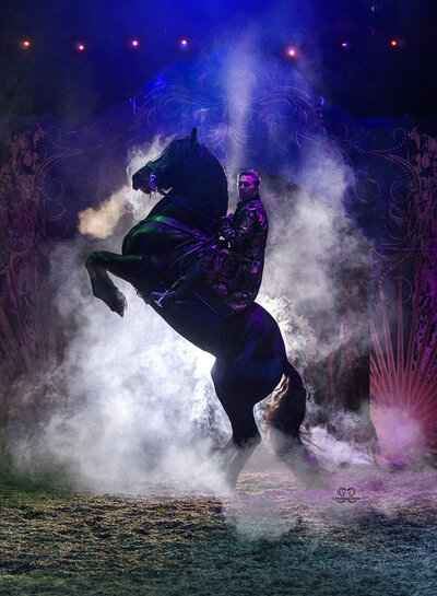friesian stallion