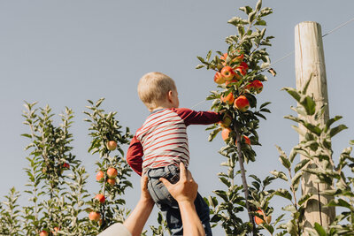 Young boy picking apples from the top of an orchard tree with the help of his father at Applebottom Orchards.