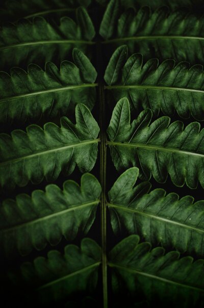 close up of a fern