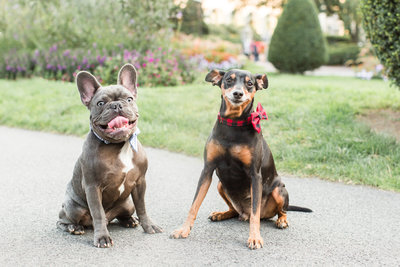 French Bulldog and Manchester Terrier wearing bow ties in Boston Public Garden