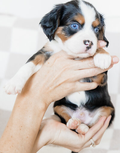 _86A6782-2 copy-2