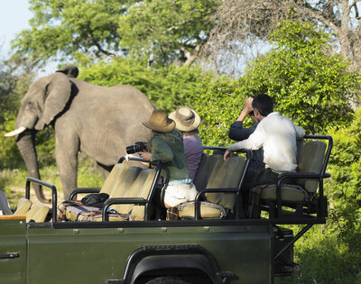 Safari Jeef w_Elephant Custom Travel