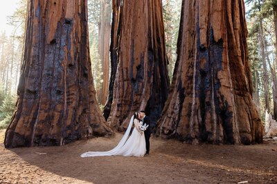 A bride and groom stand and kiss in front of three large Sequoia trees in Sequoia National Park.