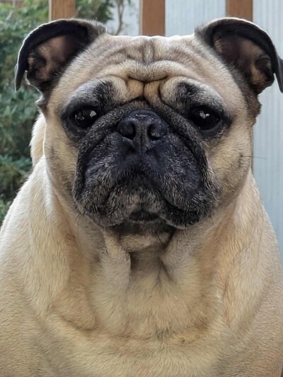 Harold (3)