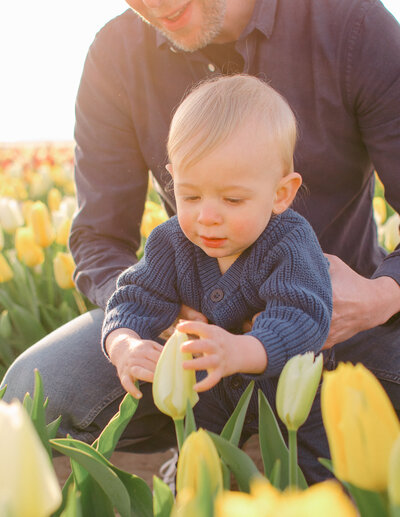 A little Dutch boy in a blue sweater sits with his father playing with the tulips. 