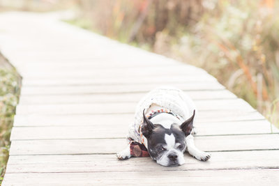 Boston Terrier lying on a wooden path