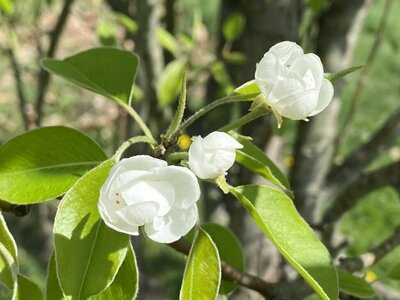 White flower blooming on a bush