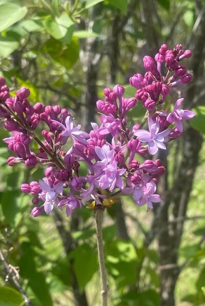 Anabel syringa x hyacinthiflora pink magenta heirloom lilac at North Country Lilacs nursery in Canton, New York