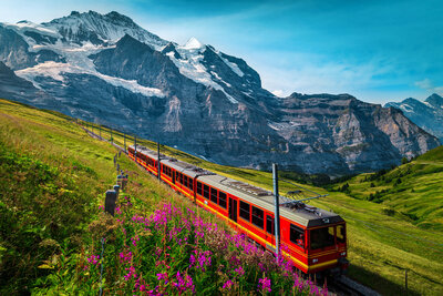 A picturesque view of a scenic train traveling through a flower-filled valley and majestic mountains, showcasing the beauty of the Swiss landscape.