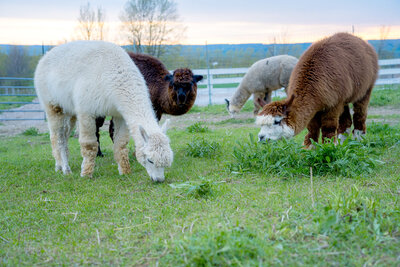 Alpaca and Llama Experience located in the Blue Mountains