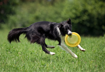 Herding dog jumping up to catch a frisbee