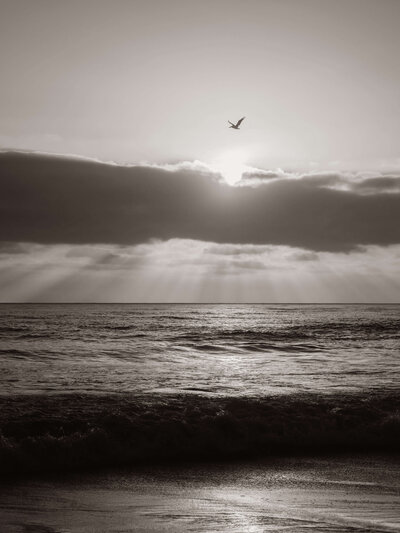 The sun rising over the ocean with a bird in flight, evoking renewal, cleansing, and freedom