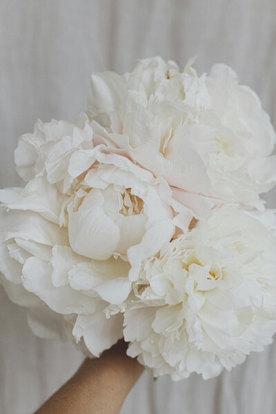 Lush bouquet of white peonies with soft layers of petals