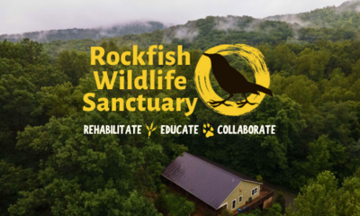 An aerial view of Rockfish Wildlife Sanctuary's main facility. It is nestled amidst rolling, forested hills. There is a gentle mist rising over the forest canopy. 