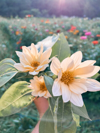 Summer blooms  for floral subscription