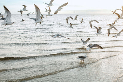 Lifestyle photography seagulls flying over ocean in Tampa Bay, Florida Nadine B Photography