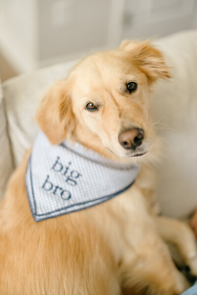 Charlotte North Carolina Family and Newborn Photographer