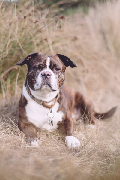 Dog photographer in Sacramento County Photogra-V.com