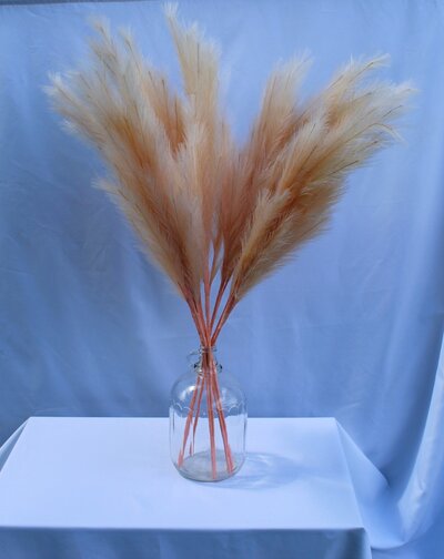 pink pampas grass rent in yorkton sk