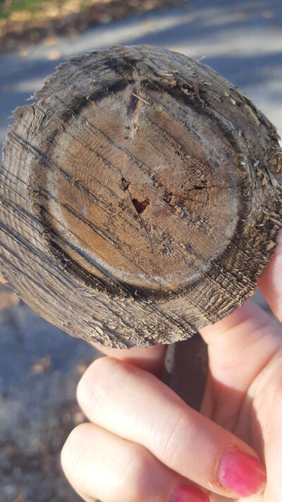 hart symbool in boom