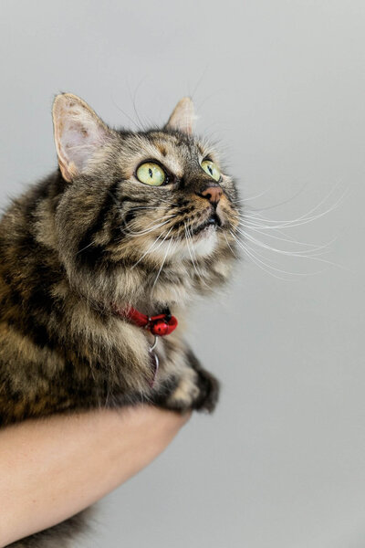 San Francisco pet photography