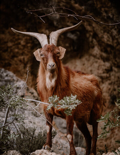 Un bouquetin escaladant les falaises du Verdon, dans les Alpes-de-Haute-Provence – une scène sauvage et majestueuse captée lors d’une exploration en pleine nature