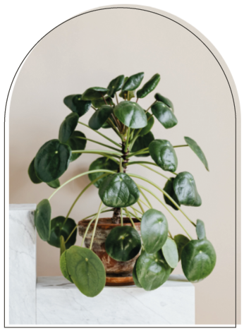 pilea plant in a clay pot