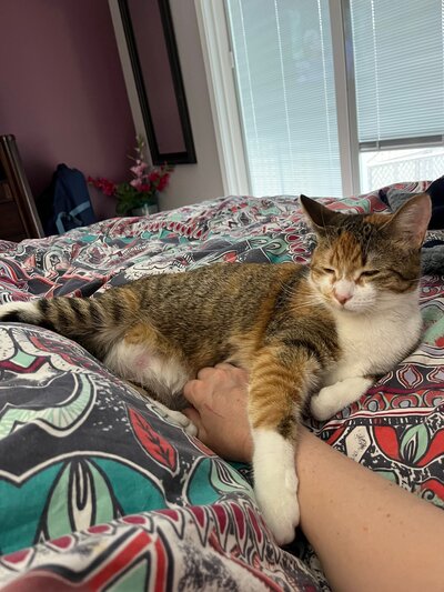 Two cats cuddled together on a soft surface