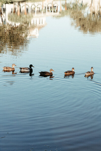 wildlife-3