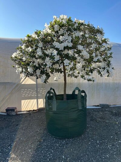 AZALEA ALBA Alba Magnifica - Go Green Nurseries - Sydney Plant Nursery