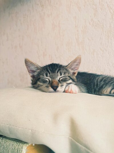 Sleeping tabby cat rests on a pillow