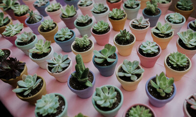 Potted Succulent Favors on table at corporate event