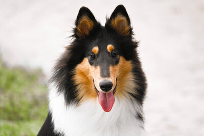 dog posing with tongue out | south florida professional equine and pet photographer
